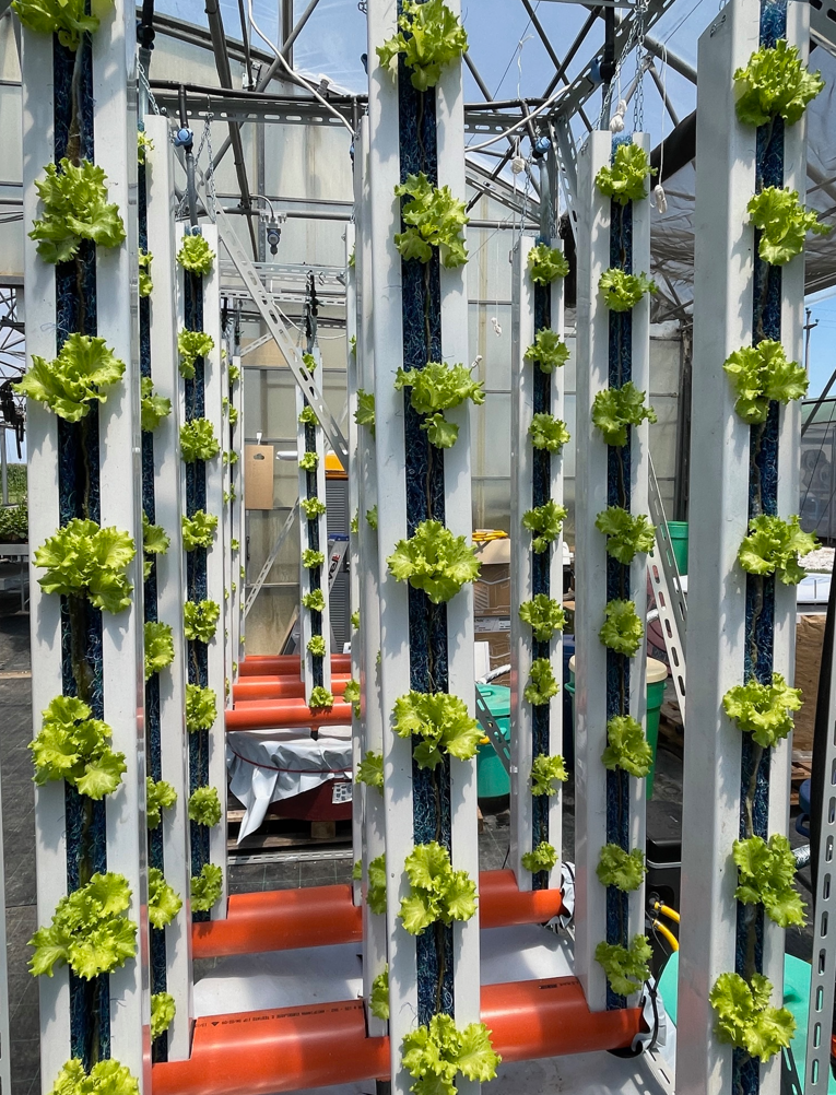 Coltivazione di lattuga su torre verticale in sistema acquaponico